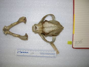 Media type: image;   Mammalogy 19745